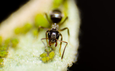 Ant's garden, ecology of ants and aphis