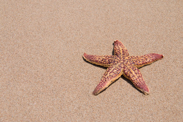 Starfish on the beach