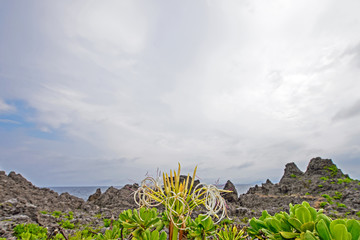 Wild amaryllis and cloudy sky, Okinawa, Japan