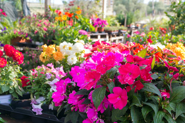 Fototapeta na wymiar Flowers at the florist. Petunias, marigolds, fuchsias