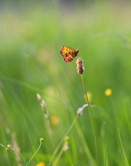 Butterfly in a meadow in flowers on green background