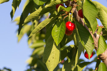 Cherries on tree, ripe fruit. Sicily