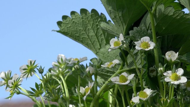 flowering strawberry plant