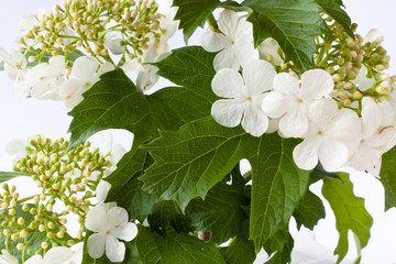 blooming snowball tree (Viburnum opulus) on white