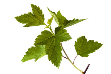 branch of black currant