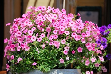 Flowers at the entrance to the restaurant