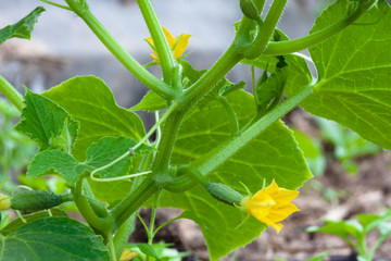 cucumber in the hothouse