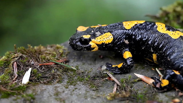 Salamander in the Wild