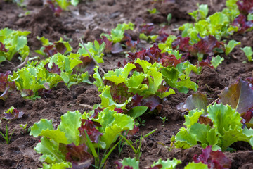 lettuce in vegetable garden
