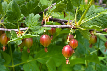 red gooseberries in the garden