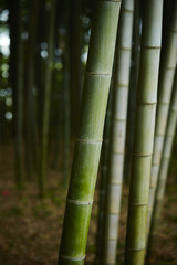 Obraz premium Bamboo
