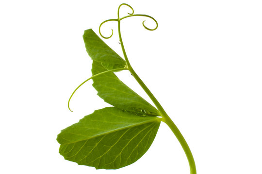 Pea Leaf With Tendril