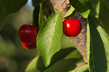 Cherries