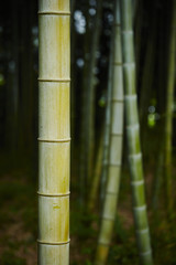 Fototapeta premium Bamboo