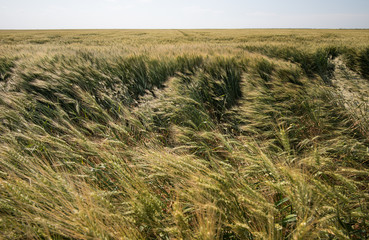 Wheat field ready for harvest in a sunny and windy summer day.