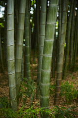 Fototapeta premium Bamboo
