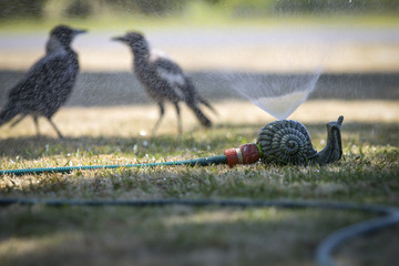 Magpie shower