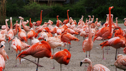 Flamingos on the lake