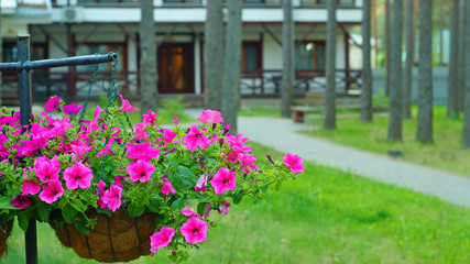 Fototapeta na wymiar Hanging basket with a petunia flowers against a house in the pine forest