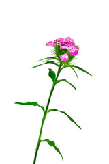 Fototapeta na wymiar Isolate flower garden carnation on a white background