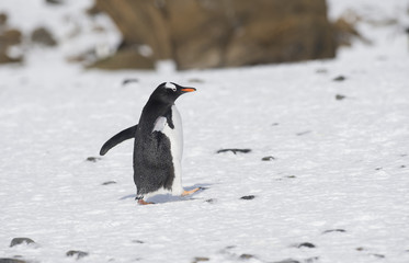 Gentoo Penguin - South Georgia