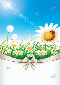   Greeting card with daisies decorated bow