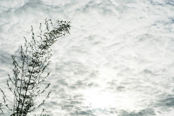 bamboo tree on the cloud sky background