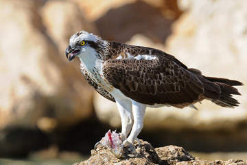 Osprey on the Rock with a Prey. Sharm el-Sheikh, Egypt