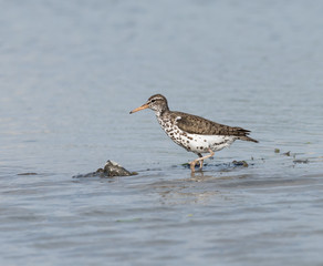 Spotted Sandpiper