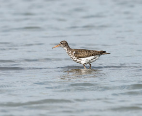 Spotted Sandpiper