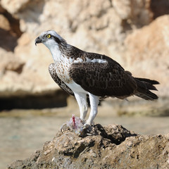Osprey on the Rock with a Prey. Sharm el-Sheikh, Egypt - 85573271