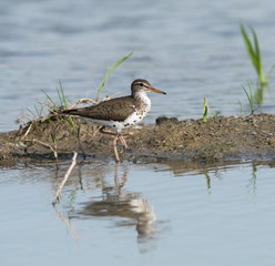 Spotted Sandpiper