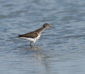 Spotted Sandpiper