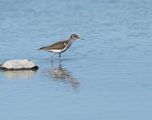 Spotted Sandpiper