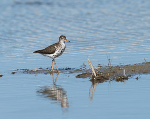 Spotted Sandpiper