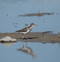 Spotted Sandpiper