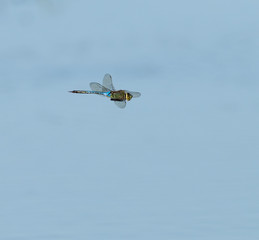 Common Green Darner in Flight 