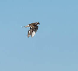 Killdeer in Flight on Blue Sky