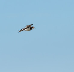 Killdeer in Flight on Blue Sky