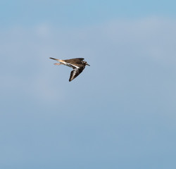 Killdeer in Flight on Blue Sky