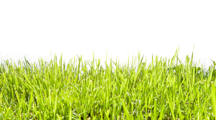 Fresh green grass on white