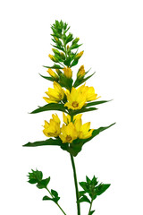 Fototapeta premium Lysimachia vulgaris flower isolate on a white background