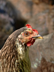Head of brown hen.