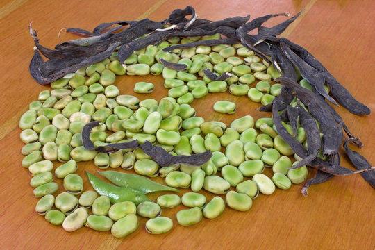 Broad beans fava face draw composition