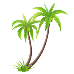 Coconut palm trees isolated on white, vector illustration