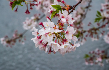 Fototapeta na wymiar Falling sakura