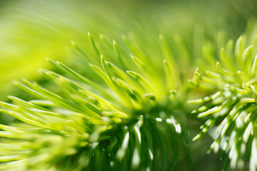 fir tree branch