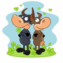 Cow and bull standing and looking at each other on the glade