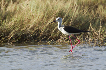 Obraz premium Black-winged stilt bird in Pottuvil, Sri Lanka