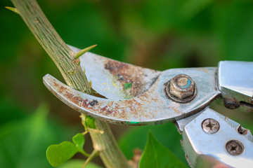 Pruning a fruit tree branch with a garden secateur In the rainy season.